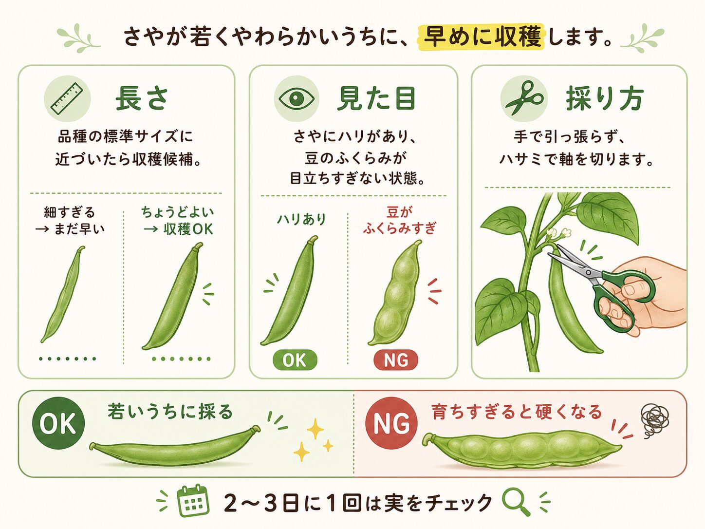 つるなしインゲンの収穫タイミングと採り方を解説した図解