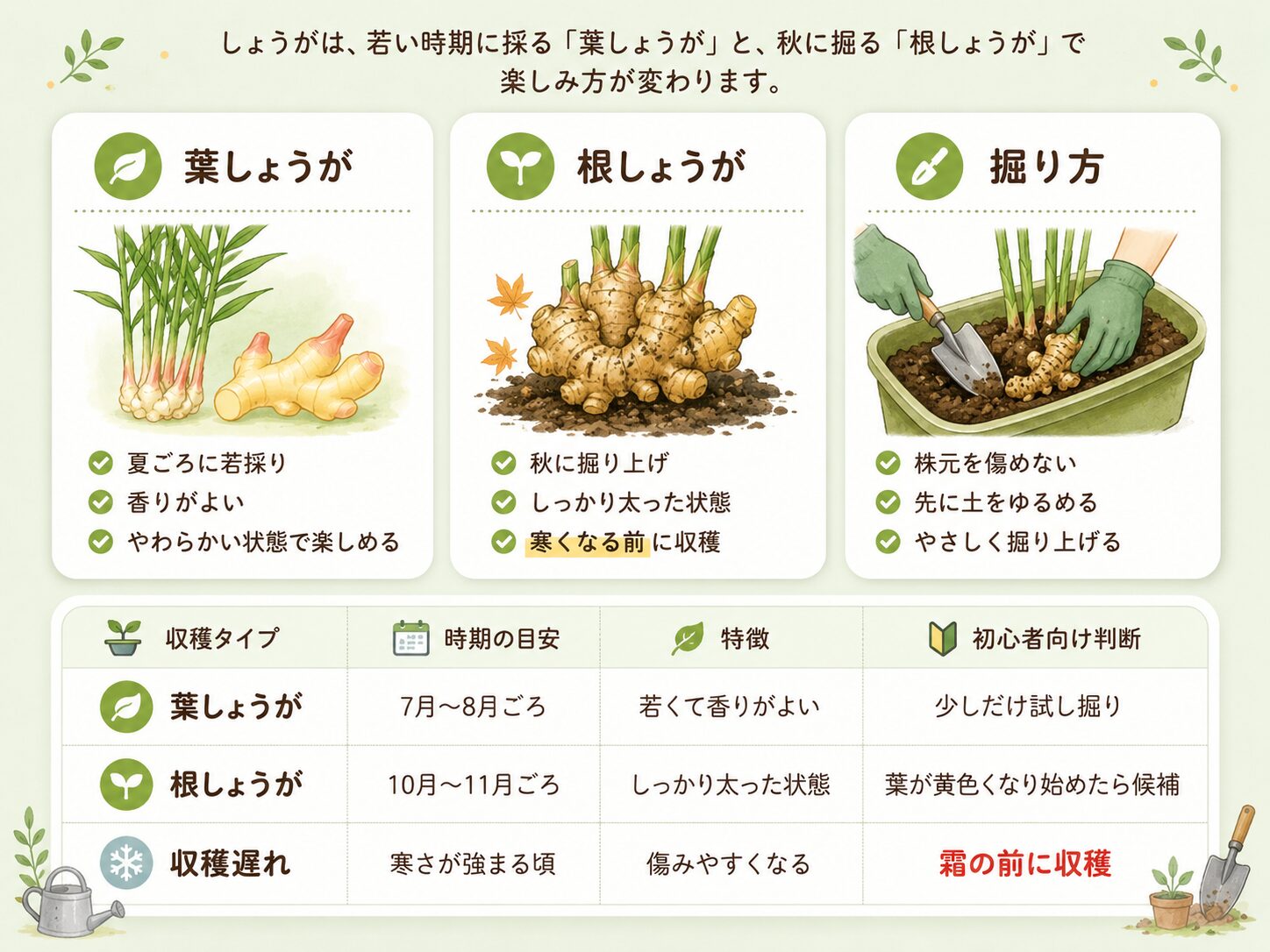葉しょうがと根しょうがの収穫時期と掘り方を説明した画像