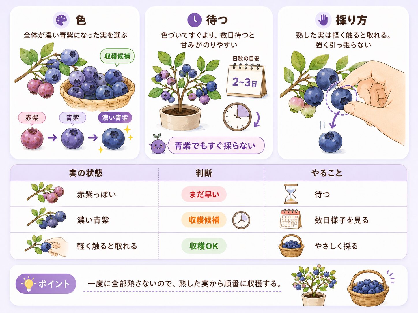 ブルーベリーの収穫タイミングと熟した実の見分け方を解説した図解