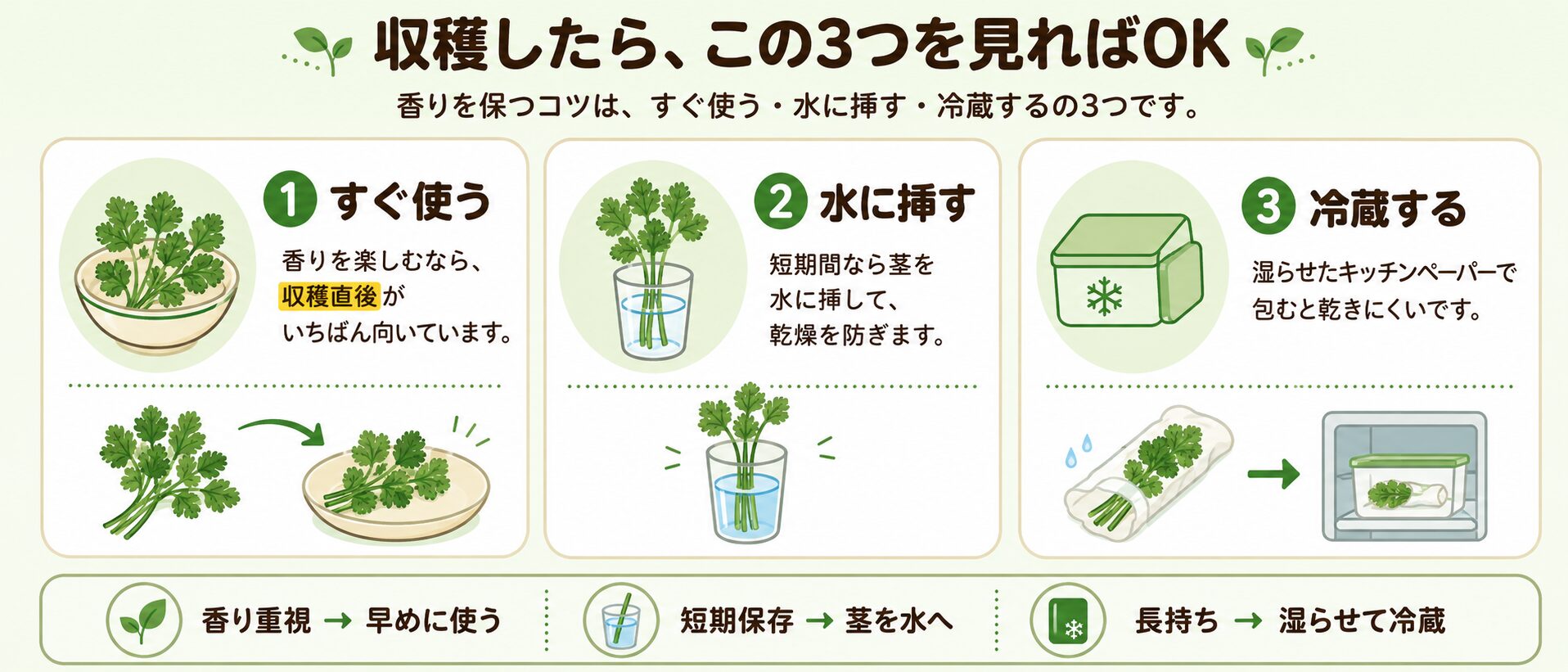 収穫後のパクチーの使い方と保存方法をまとめた図解