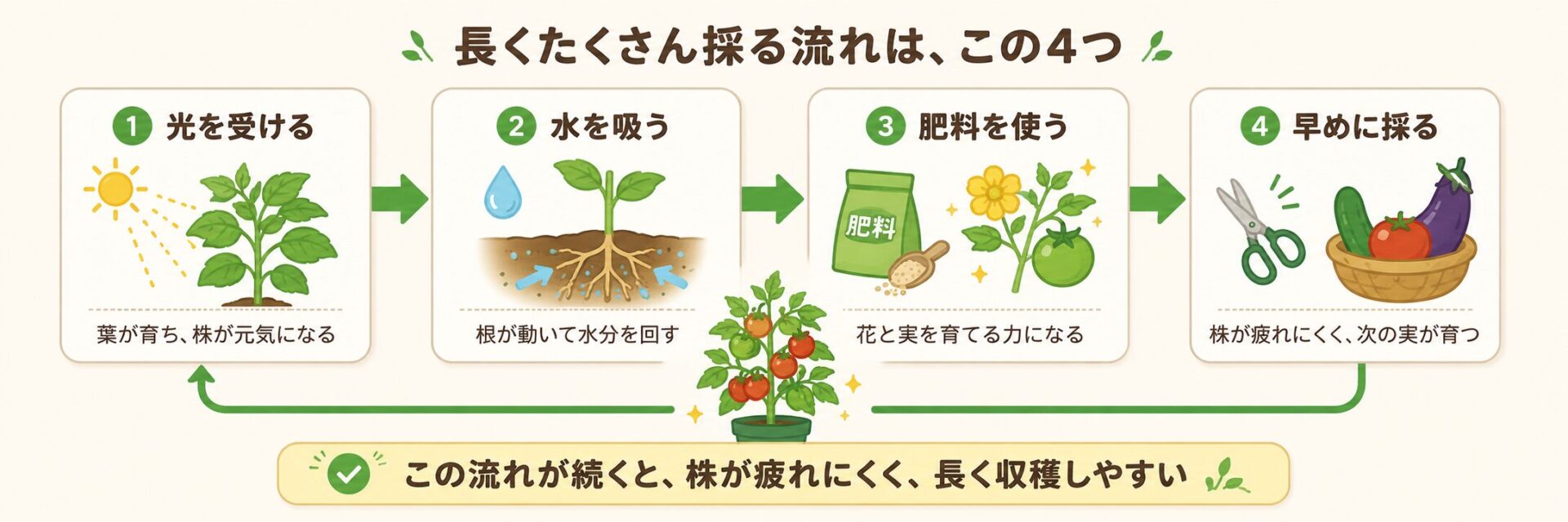 家庭菜園で長く収穫する流れ。光を受ける、水を吸う、肥料を使う、早めに採る循環を図解