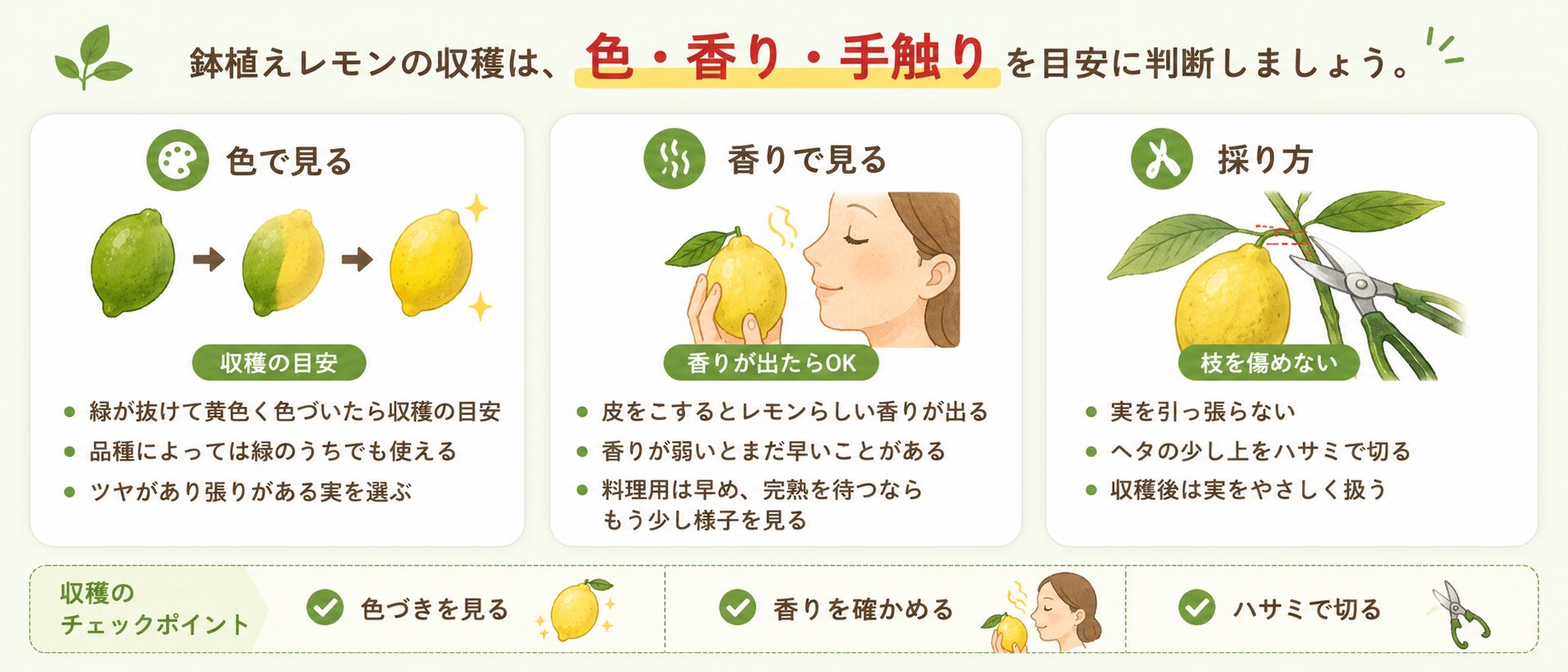 鉢植えレモンの収穫タイミングと採り方