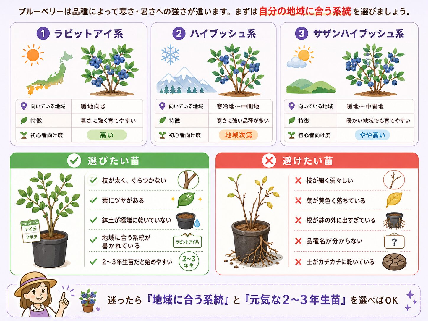 ブルーベリーの品種選びと苗の選び方を初心者向けに比較した図解
