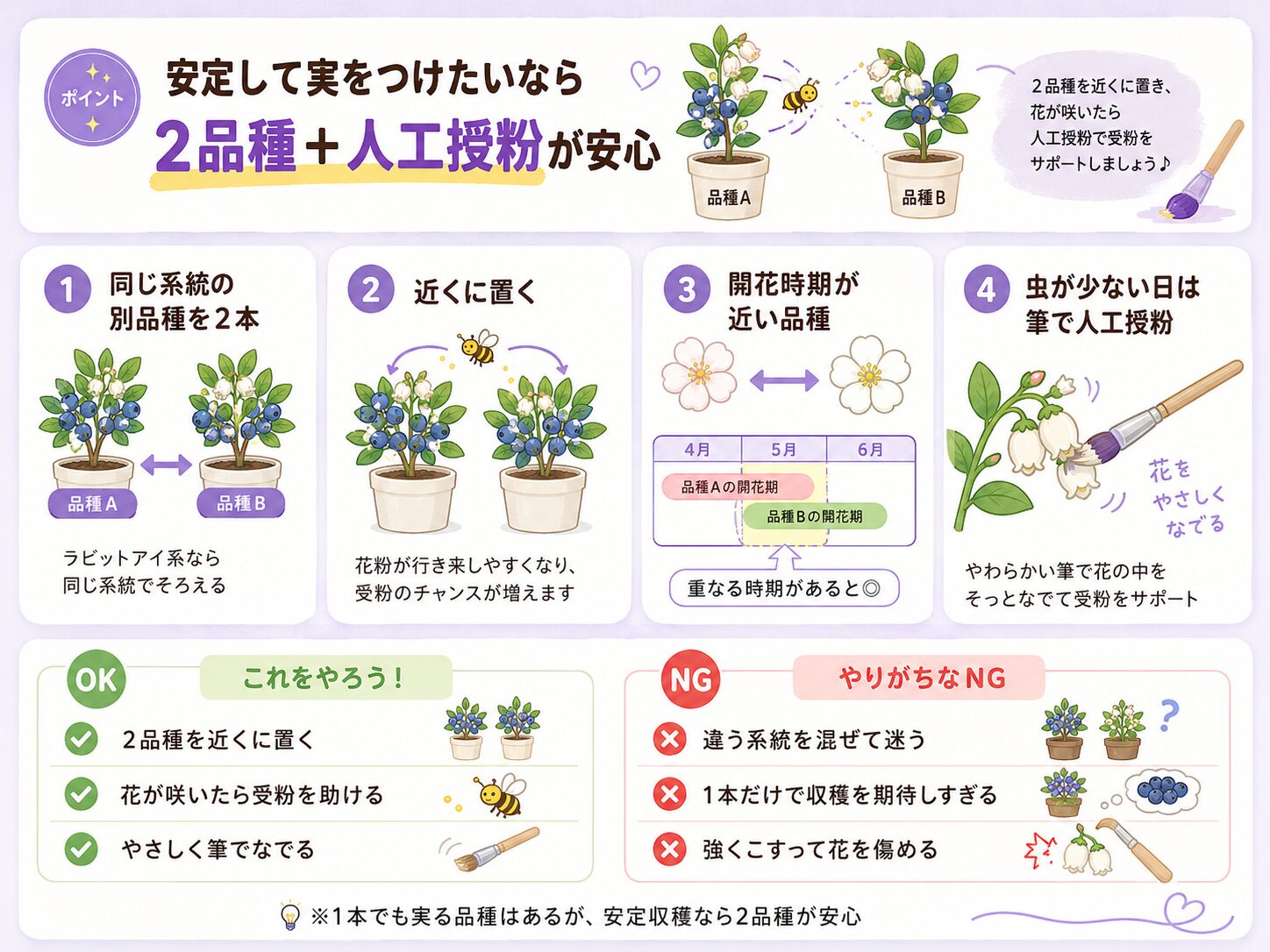 ブルーベリーの実つきを安定させる2品種栽培と人工授粉の方法を解説した図解