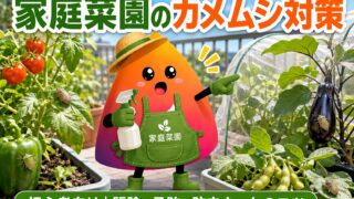 家庭菜園のカメムシ対策完全ガイド｜プランター野菜に集まる原因と駆除・予防法