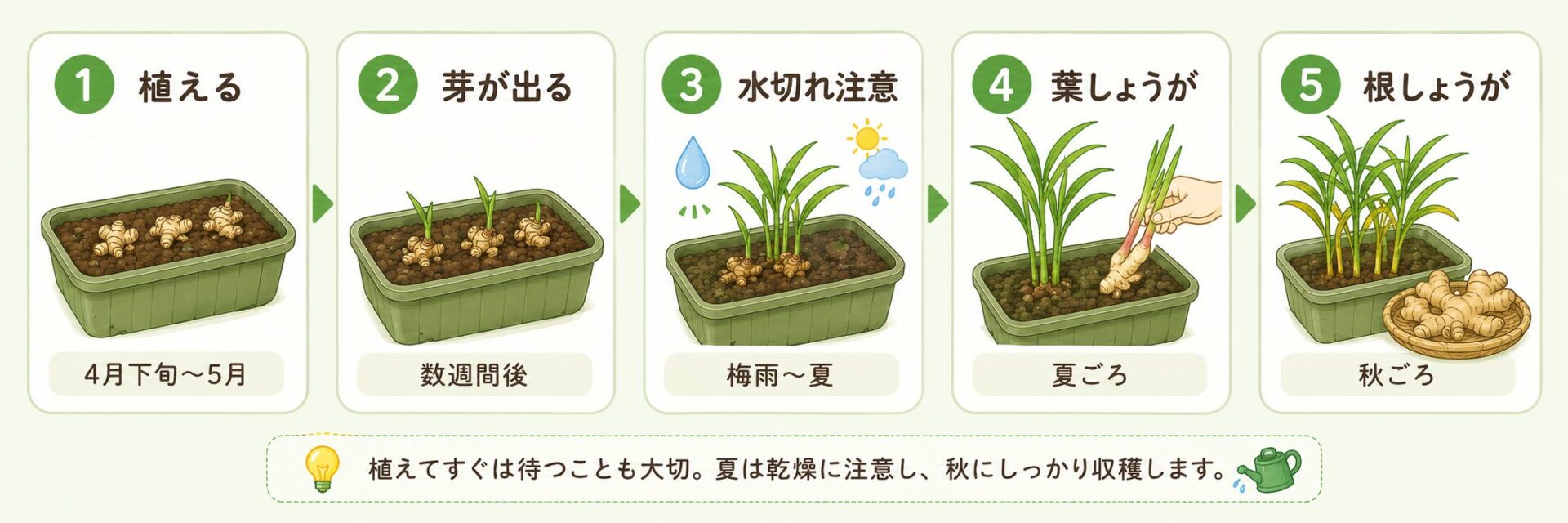 しょうがを植えてから収穫するまでの5ステップを示した画像