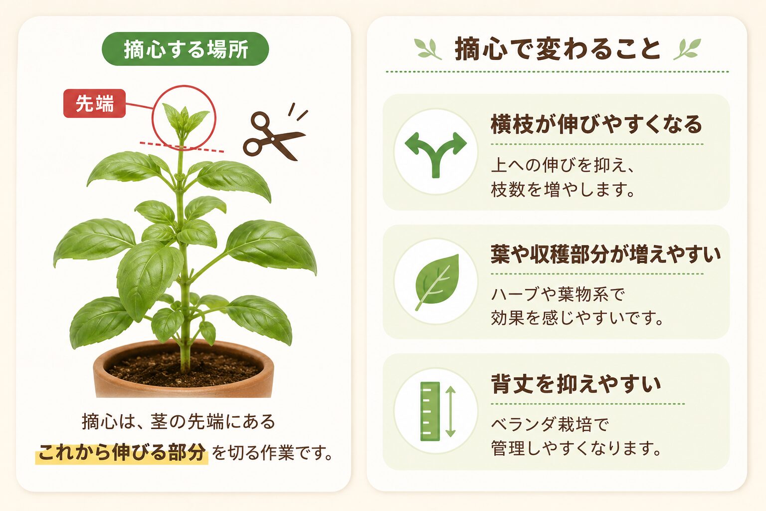 摘心する場所と摘心で変わることを示した図解