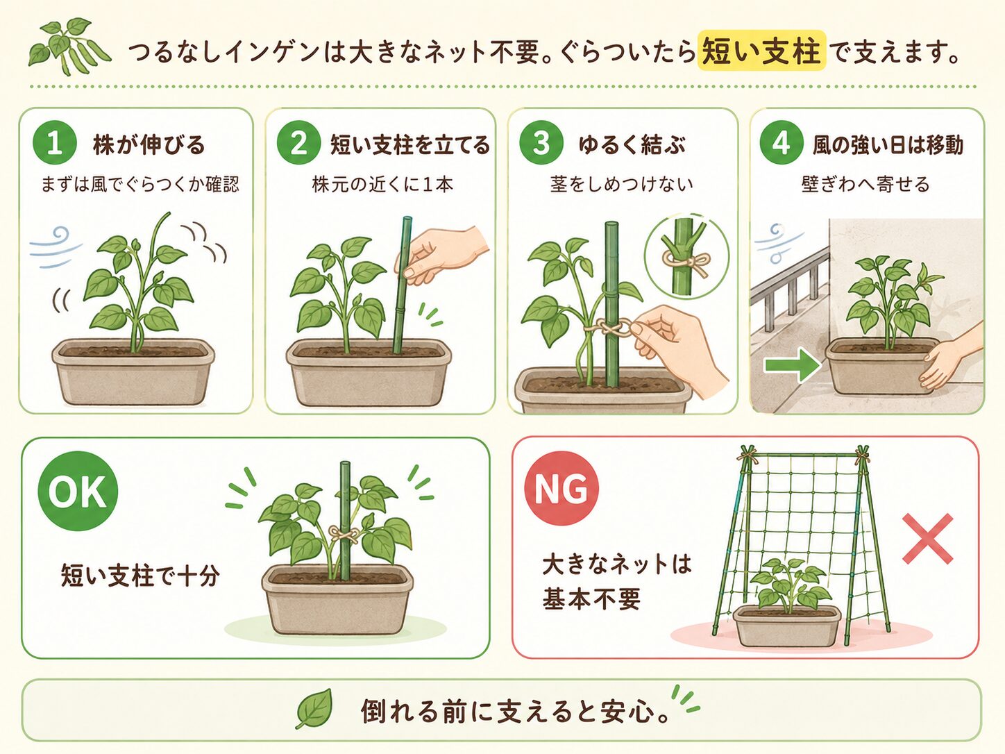 つるなしインゲンに短い支柱を立てる方法を解説した図解