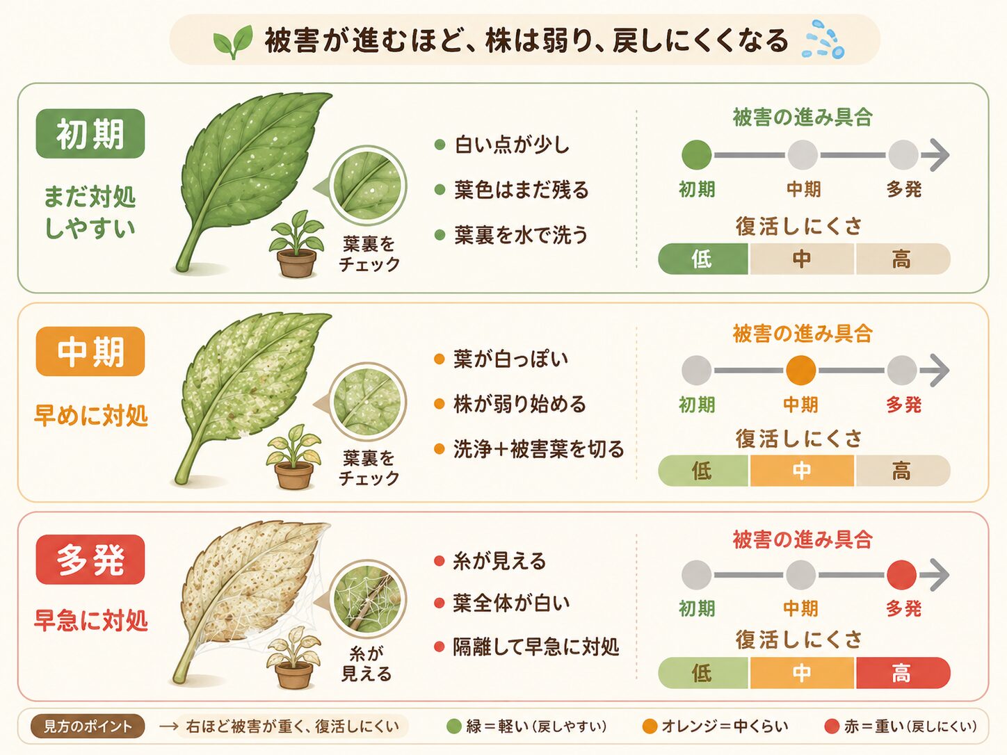 ハダニ被害の初期、中期、多発の違いと復活しにくさを比較した図解。