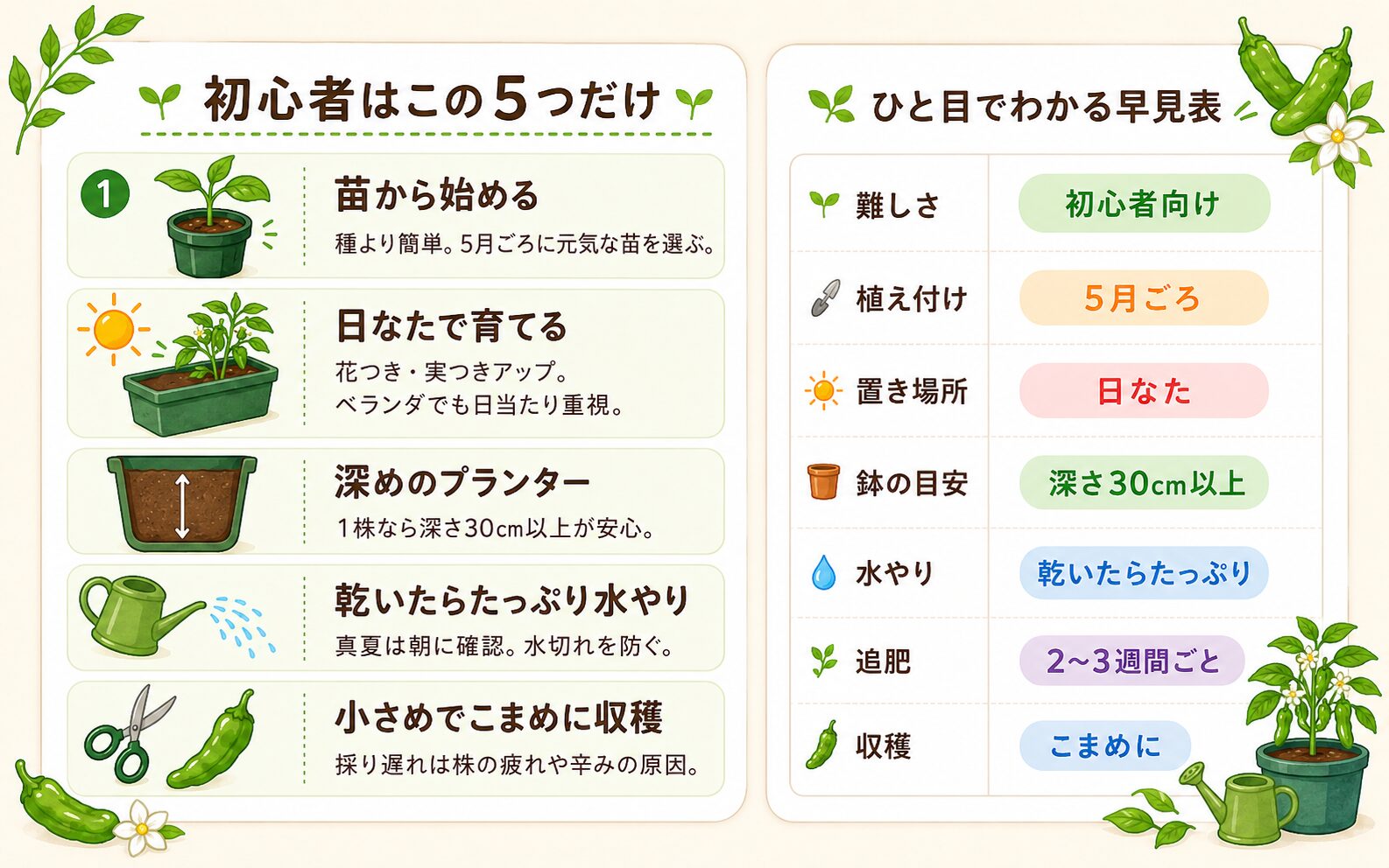 ししとう栽培で初心者が押さえるべき5つの成功ルールと早見表