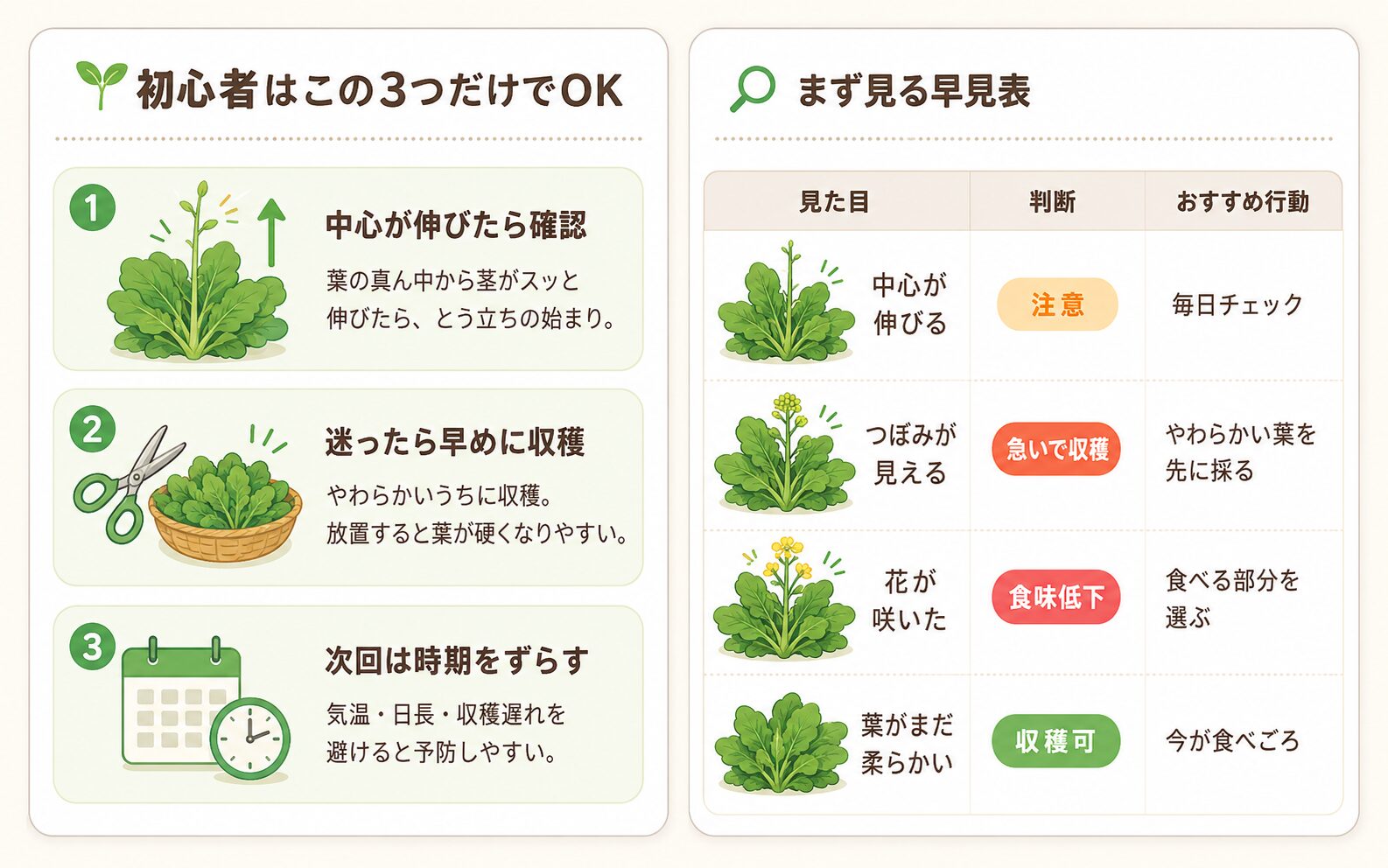 とう立ちは収穫サインであることを初心者向けに説明する図解。中心が伸びる、つぼみが見える、花が咲く、葉が柔らかい時の判断を示したイラスト。