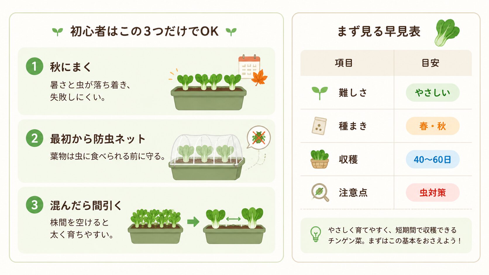 チンゲン菜の成功ルールを初心者向けに説明した図解