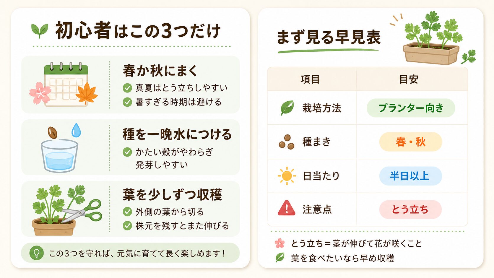 パクチー栽培の成功ルールを初心者向けにまとめた図解