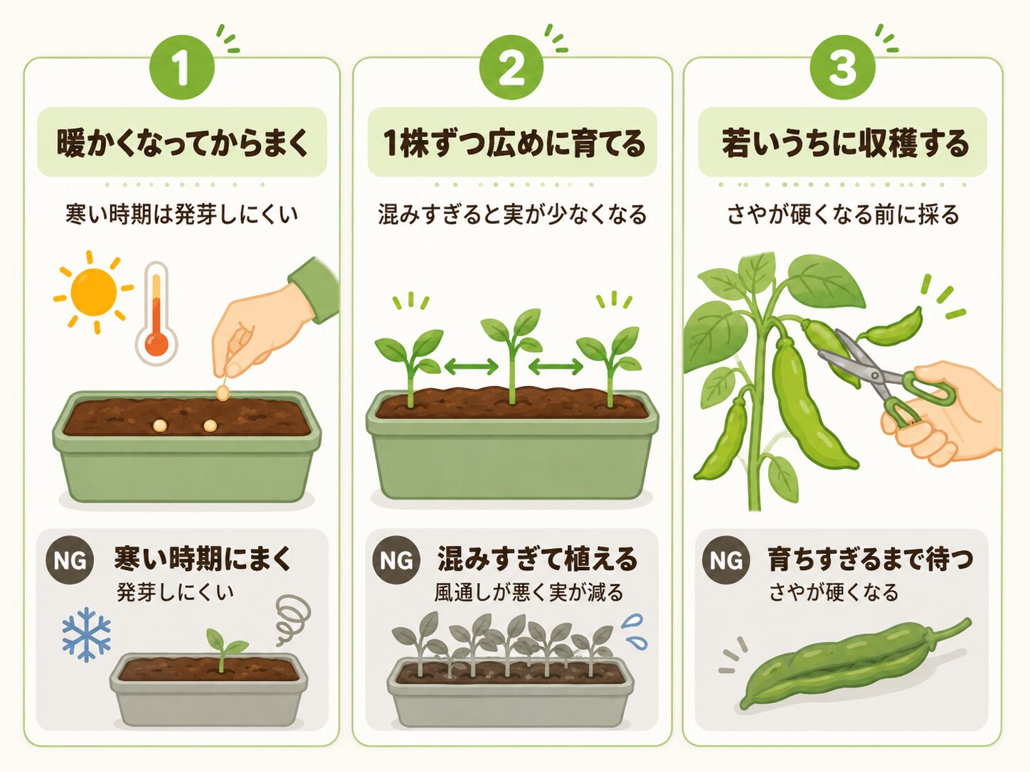 つるなしインゲン栽培の成功ルール3つを解説した図解