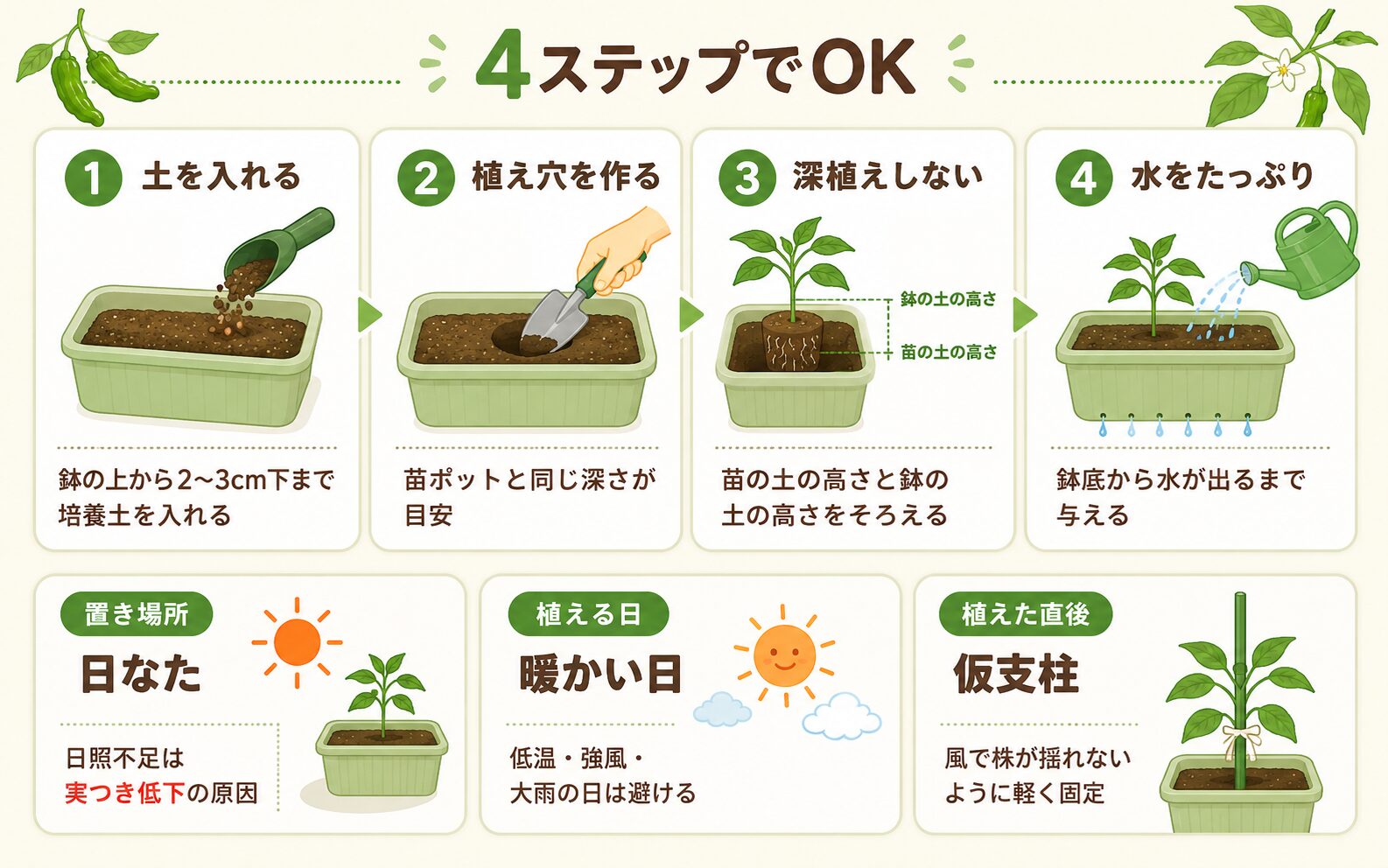 ししとう苗をプランターへ植え付ける4ステップの図解
