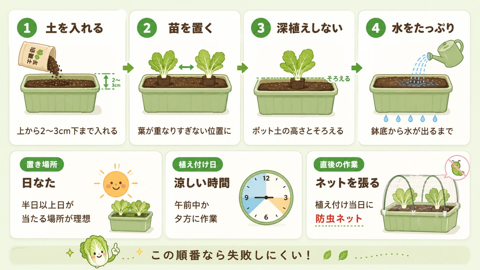 ミニ白菜の植え付け手順を4ステップで解説した図解