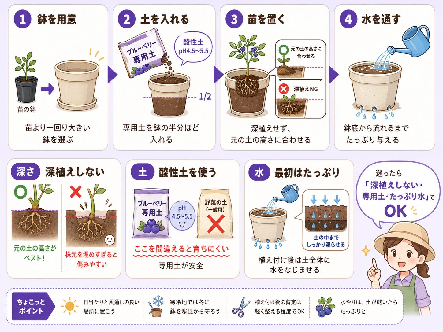 ブルーベリー苗の植え付け手順を4ステップで解説した図解