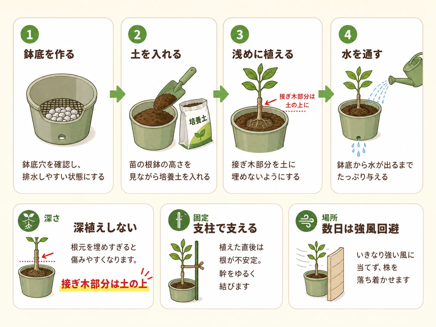 レモン苗木の植え付け手順と深植えしないポイント