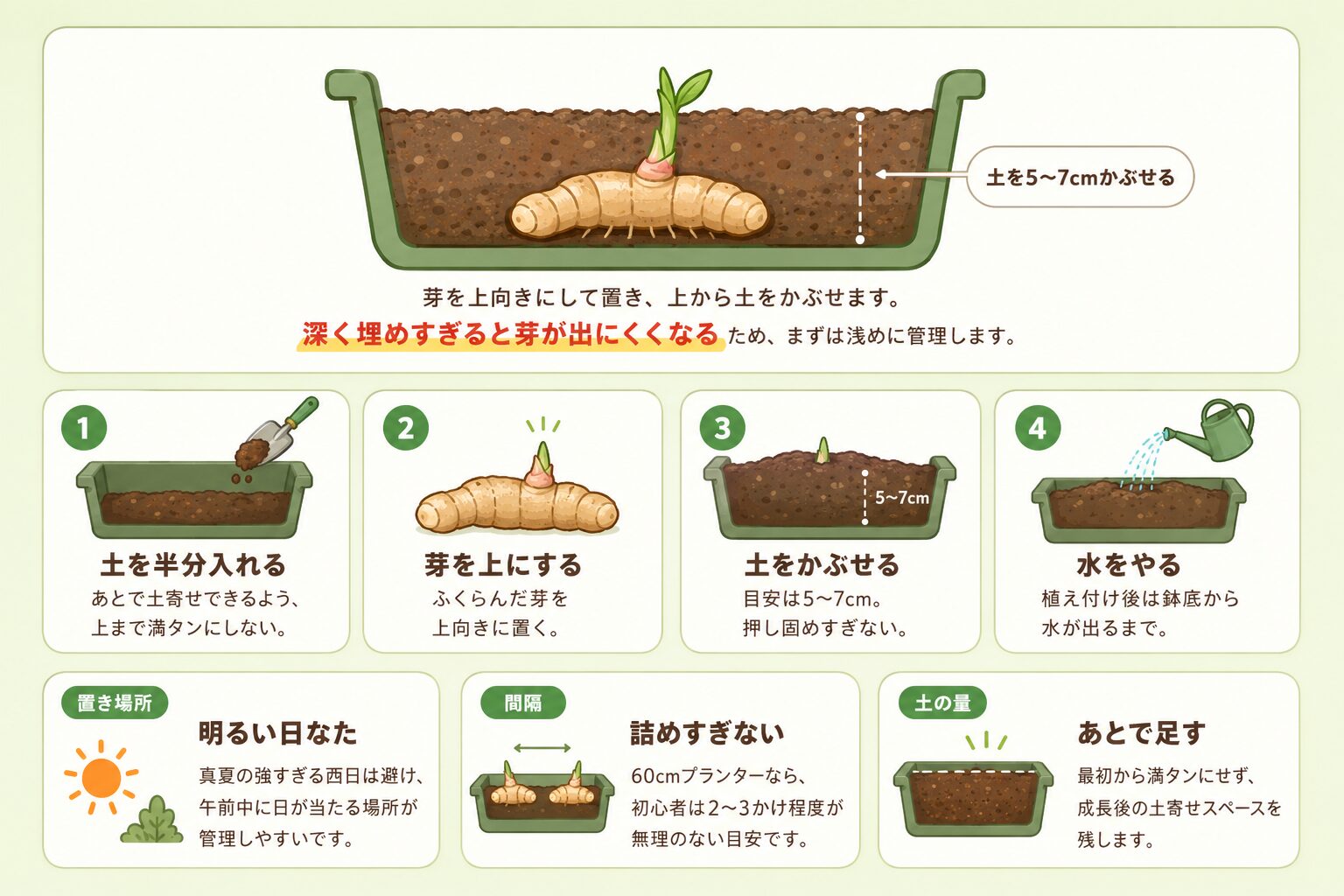 しょうがの植え付けの深さと芽の向きを説明した図解画像