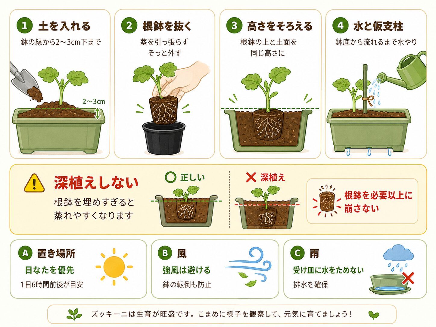 ズッキーニ苗の植え付け手順。土を入れ、根鉢を抜き、高さをそろえ、水やりと仮支柱を行う図