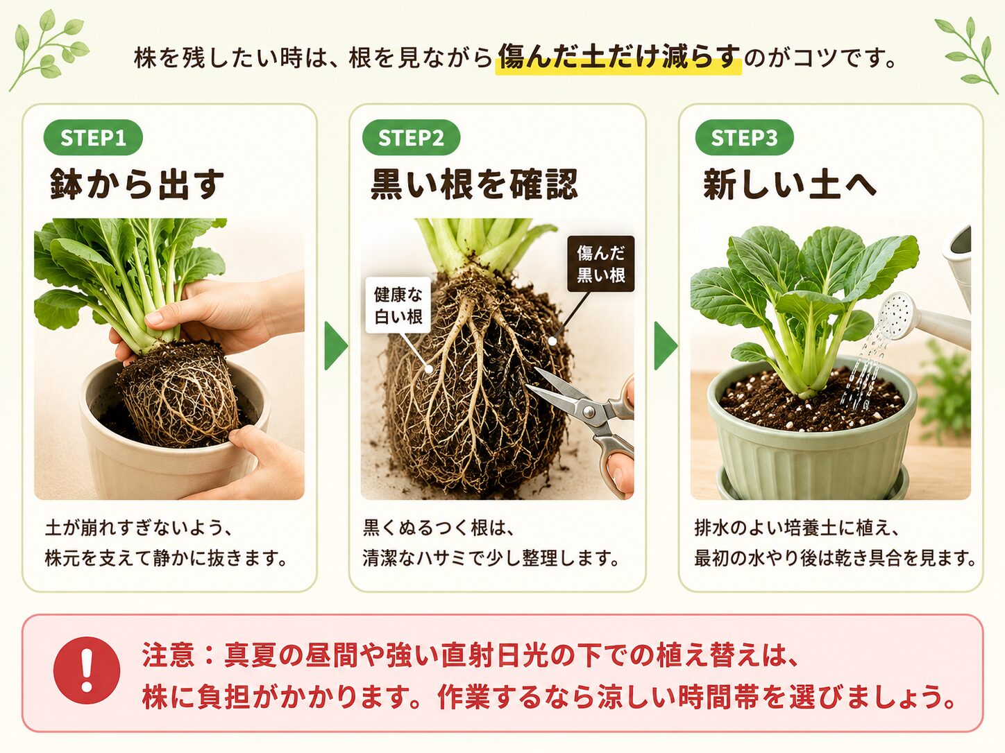 根腐れした株を植え替える時の3ステップを示した図解