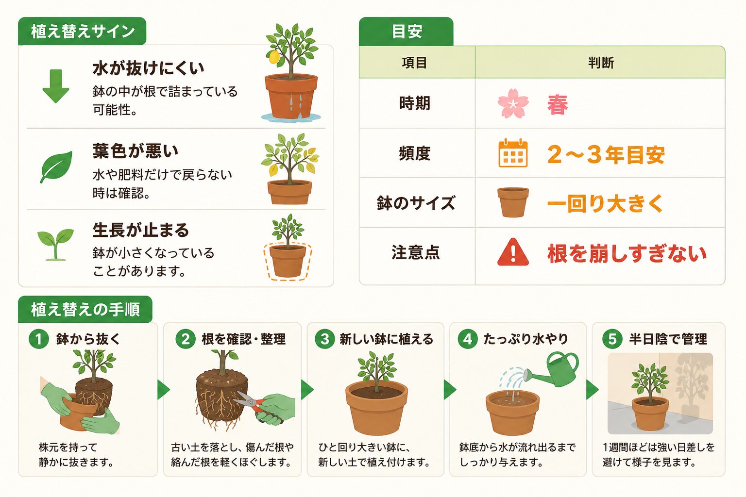 鉢植えレモンの植え替えサインと植え替え手順