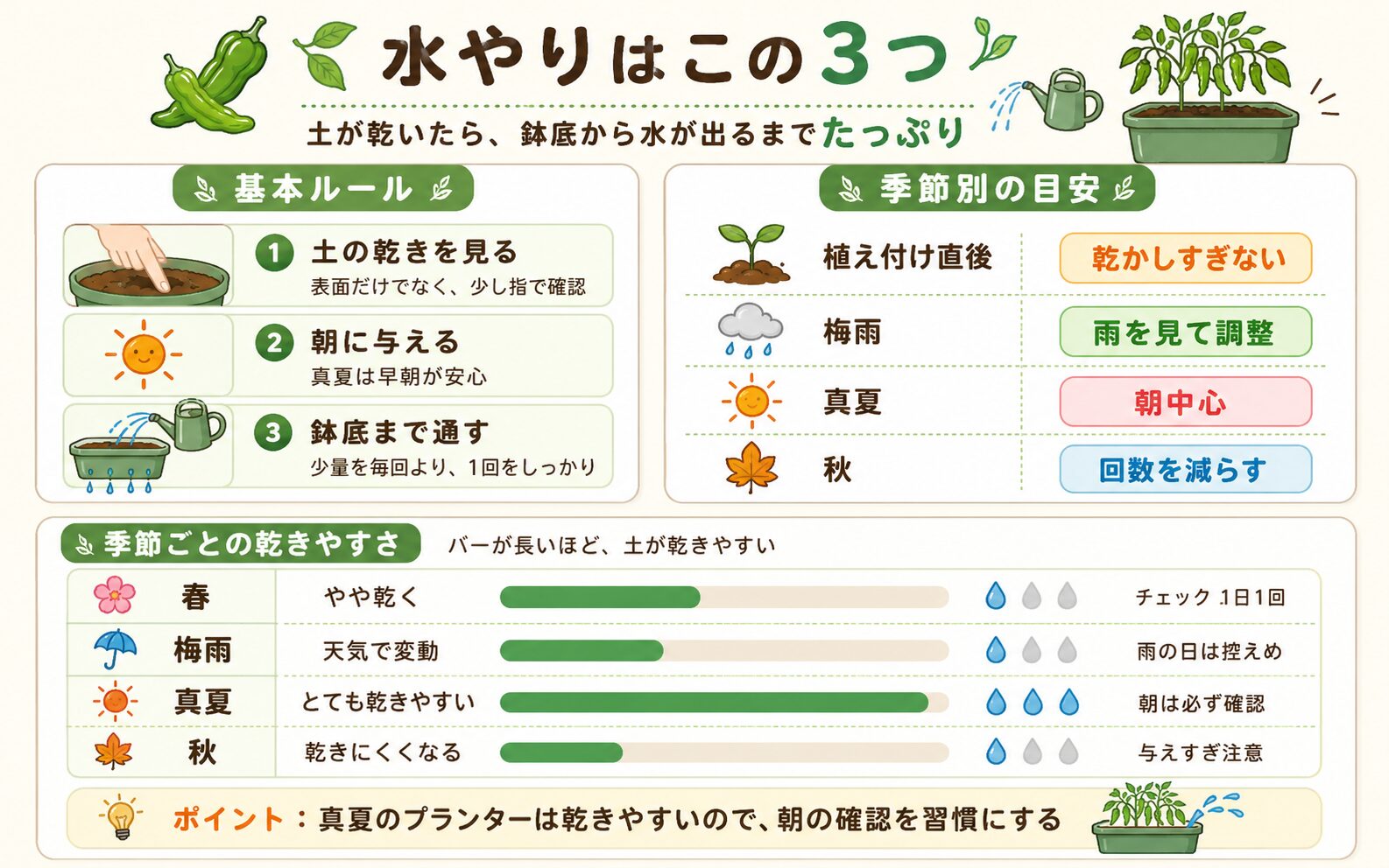 ししとうの水やり基本ルールと季節ごとの乾きやすさの図解