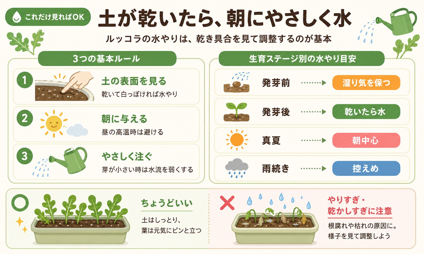 ルッコラの水やり方法を示した図解
