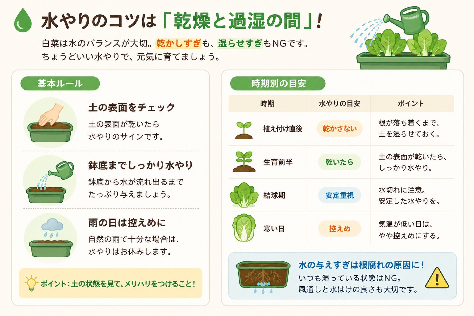 ミニ白菜の水やりの基本と時期別の目安を示した図解