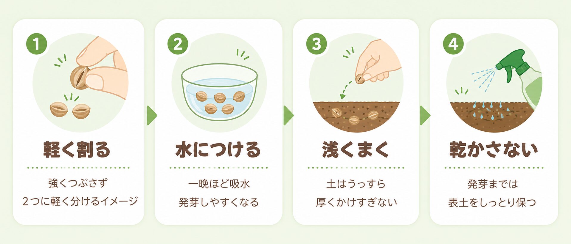 パクチーの種まき前に発芽しやすくする手順の図解