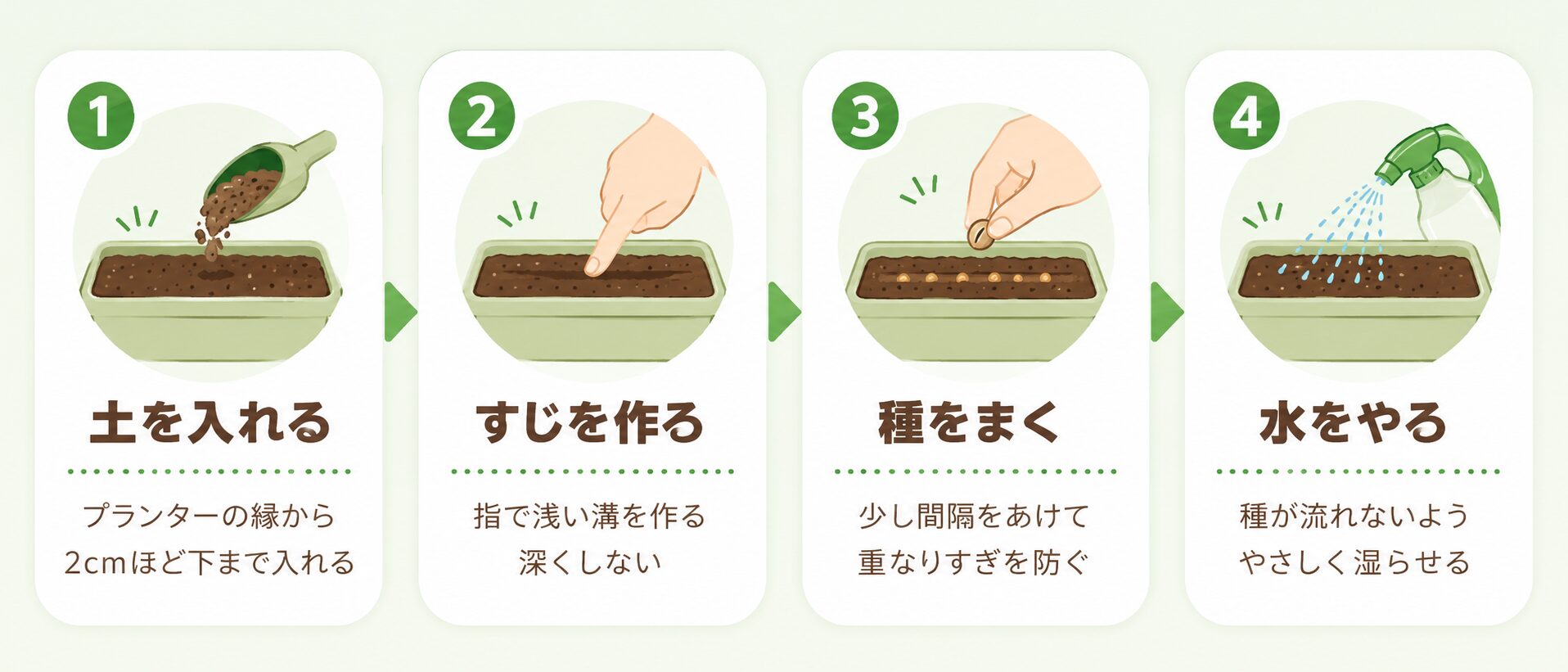 パクチーの種まき手順を4ステップで示した図解