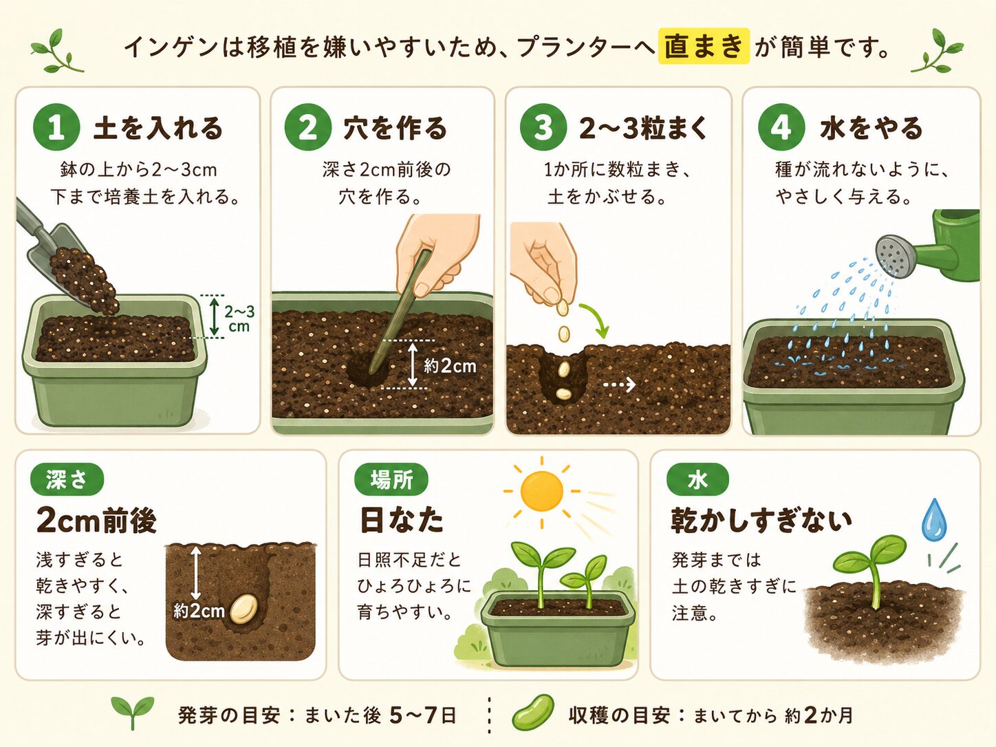 つるなしインゲンの種まき手順と深さ・水やり・置き場所を解説した図解