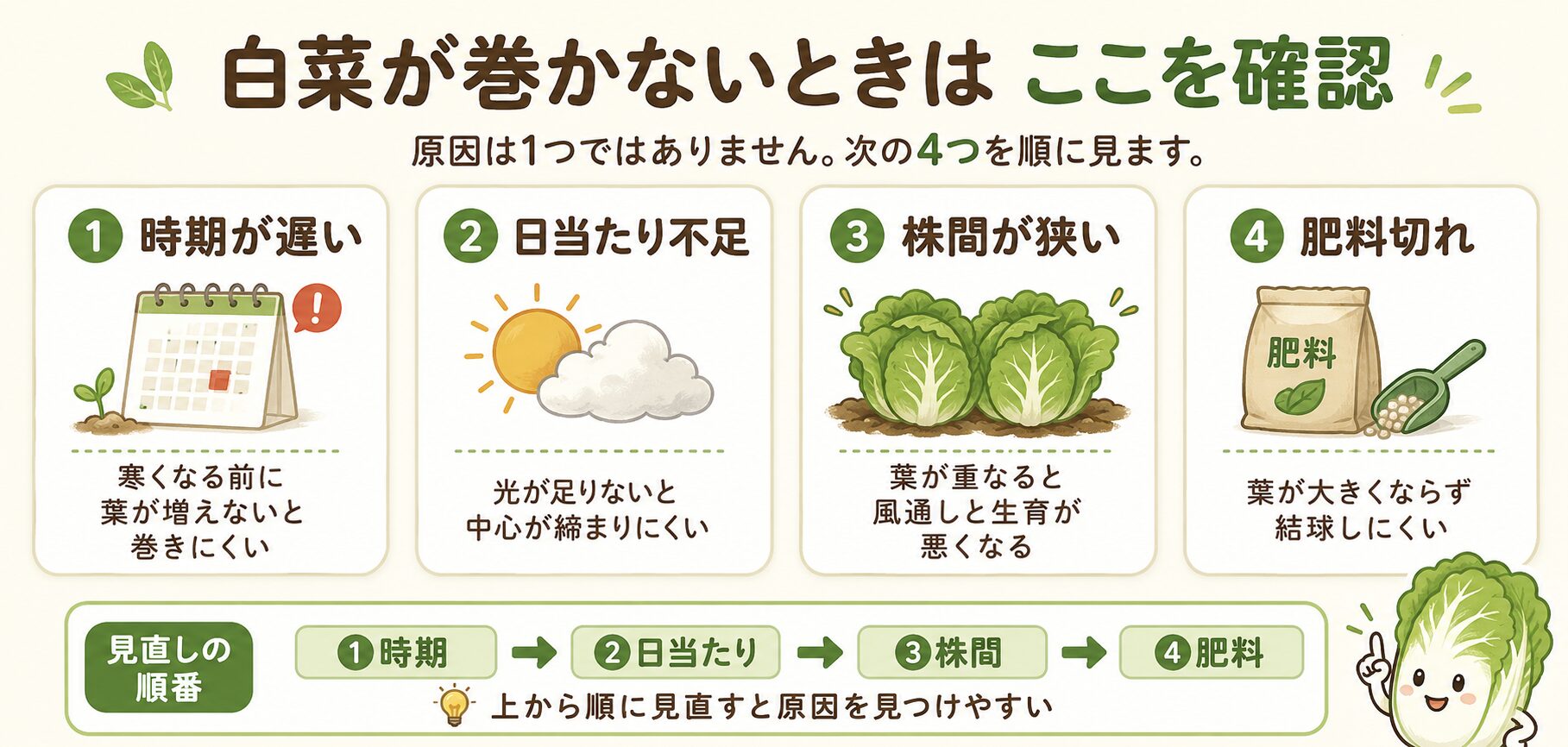 白菜が巻かない原因を時期・日当たり・株間・肥料で確認する図解