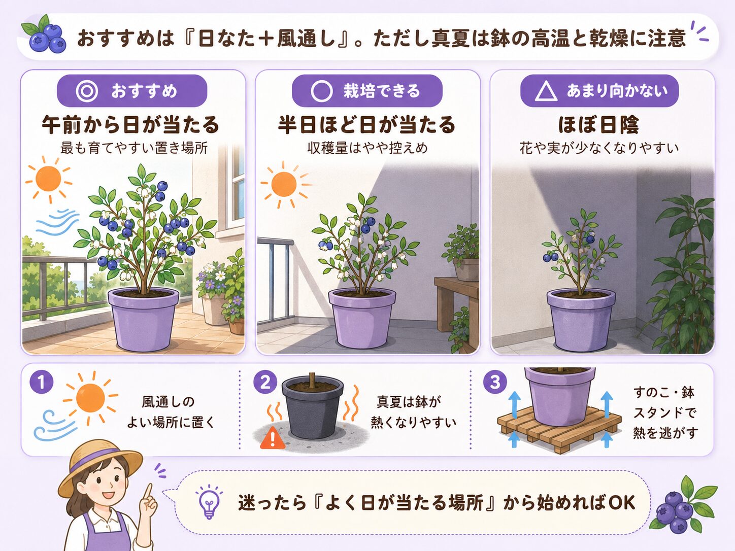 ブルーベリーの置き場所と日当たり、風通し、真夏の鉢の高温対策を解説した図解
