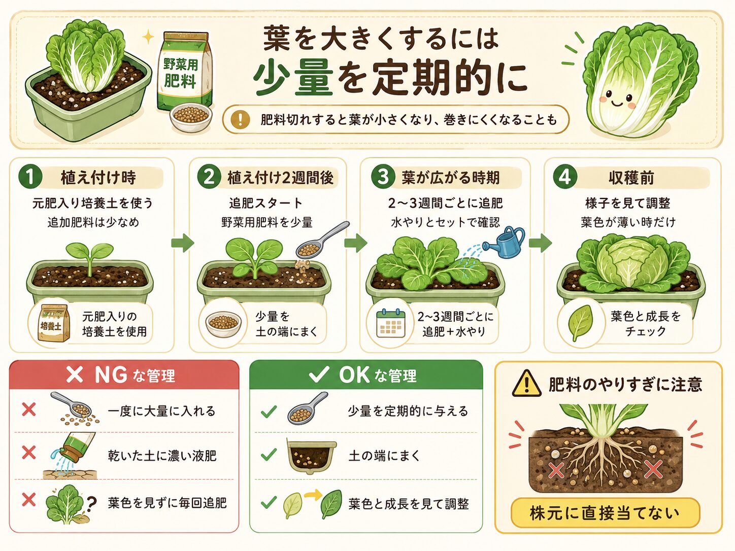 ミニ白菜の肥料と追肥のタイミングを解説した図解