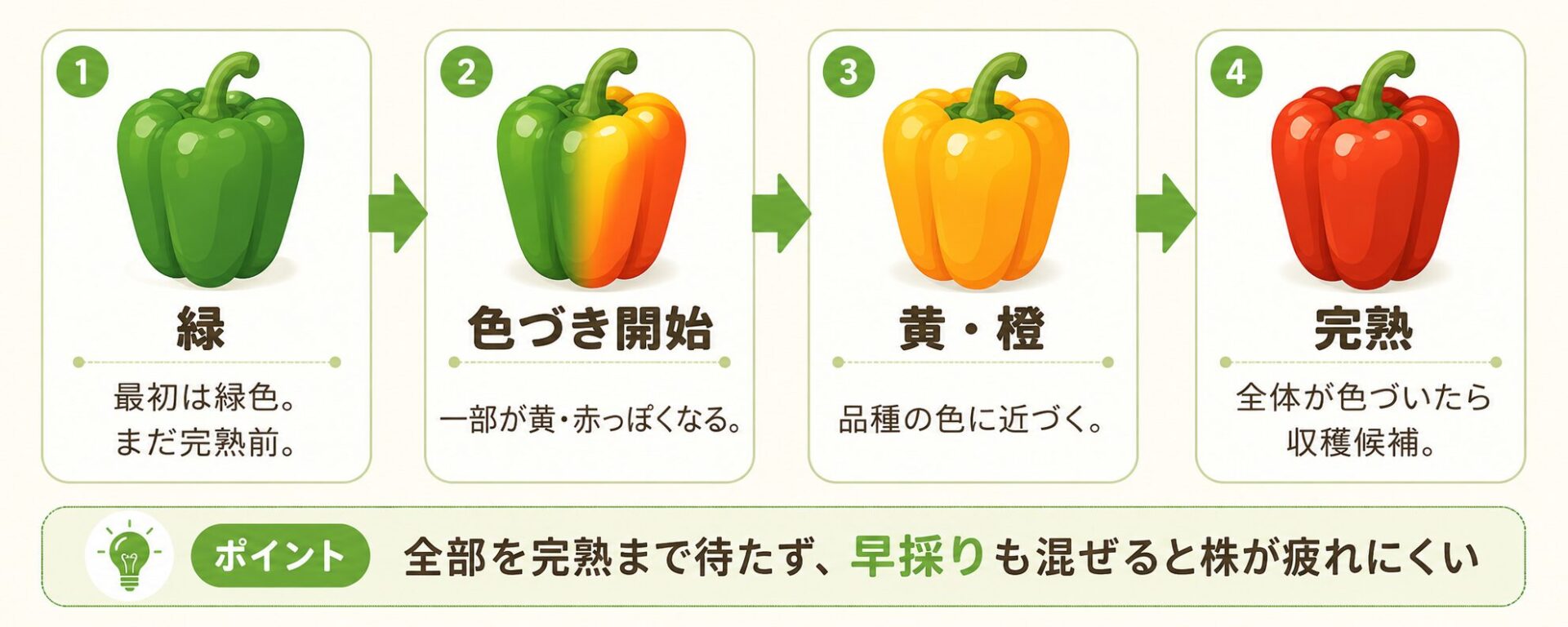 パプリカが緑から黄色や赤へ色づく流れを示した図解