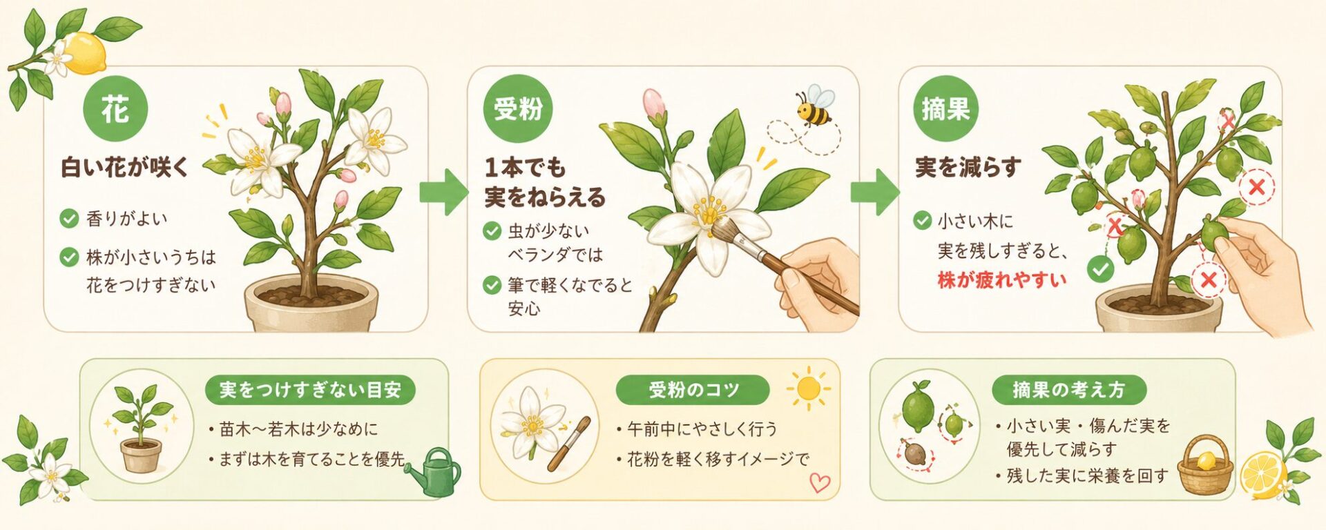 レモンの花から受粉、摘果までの流れ