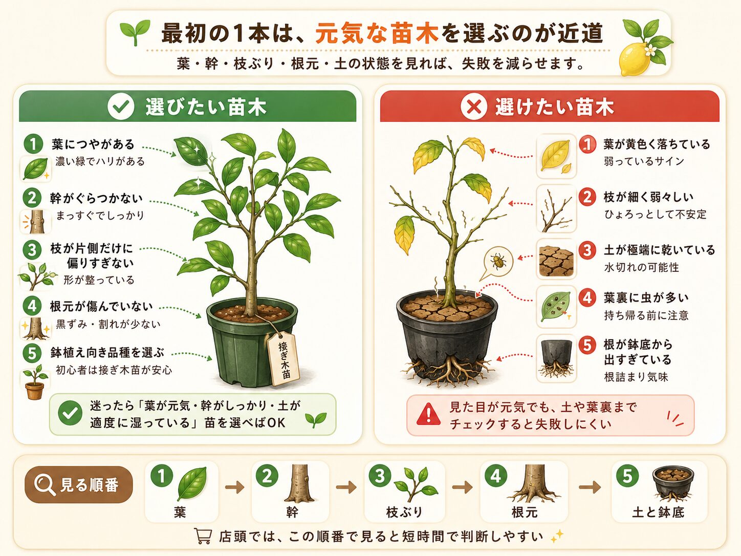 レモンの元気な苗木と避けたい苗木の見分け方