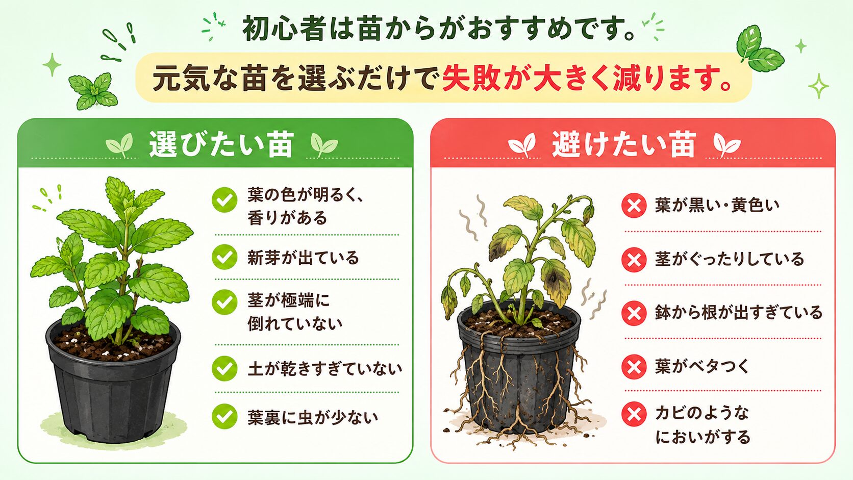 選びたいミント苗と避けたいミント苗を比較した図解