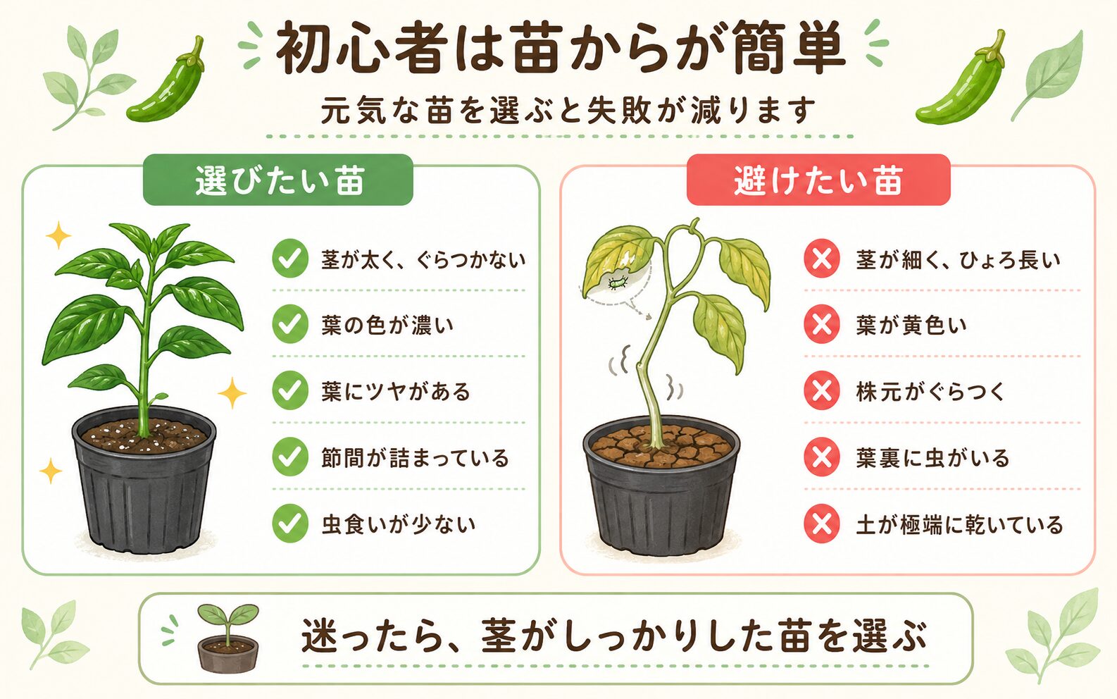 選びたいししとう苗と避けたいししとう苗の違いを比較した図解
