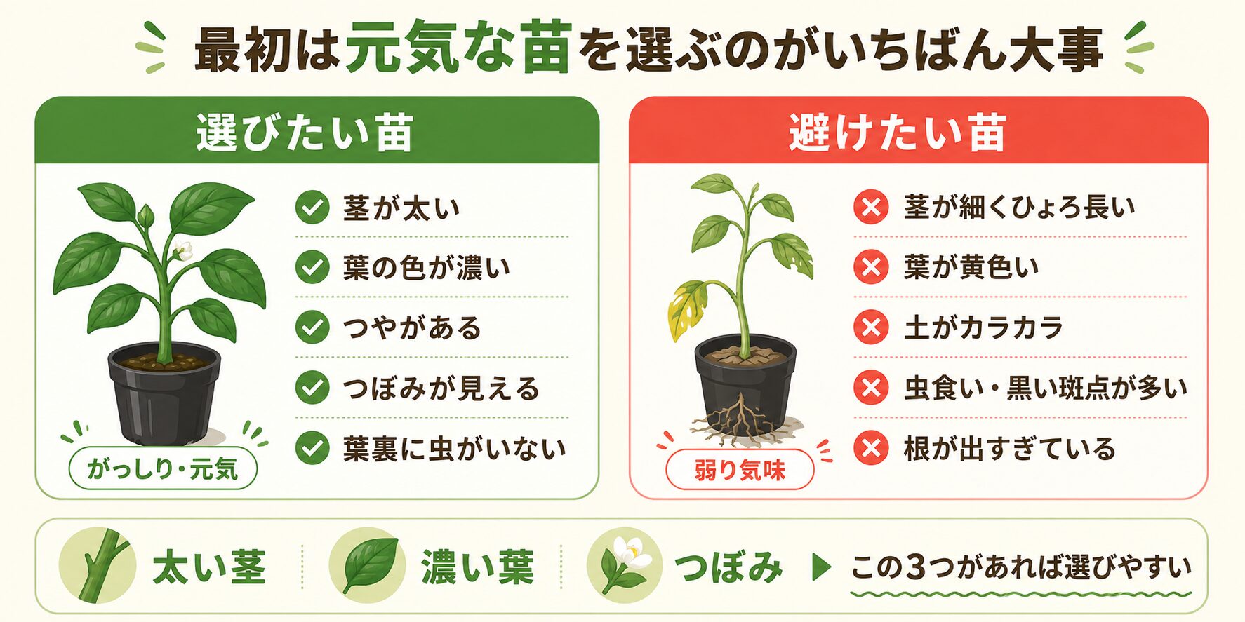 選びたいパプリカ苗と避けたい苗の見分け方を比較した図解