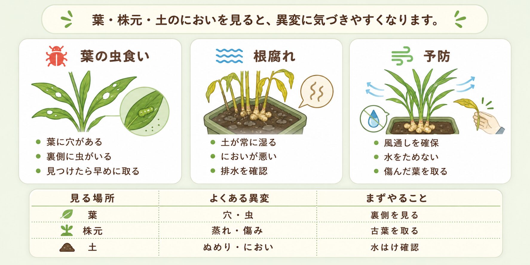 しょうがの虫食い・根腐れ・予防のポイントをまとめた画像