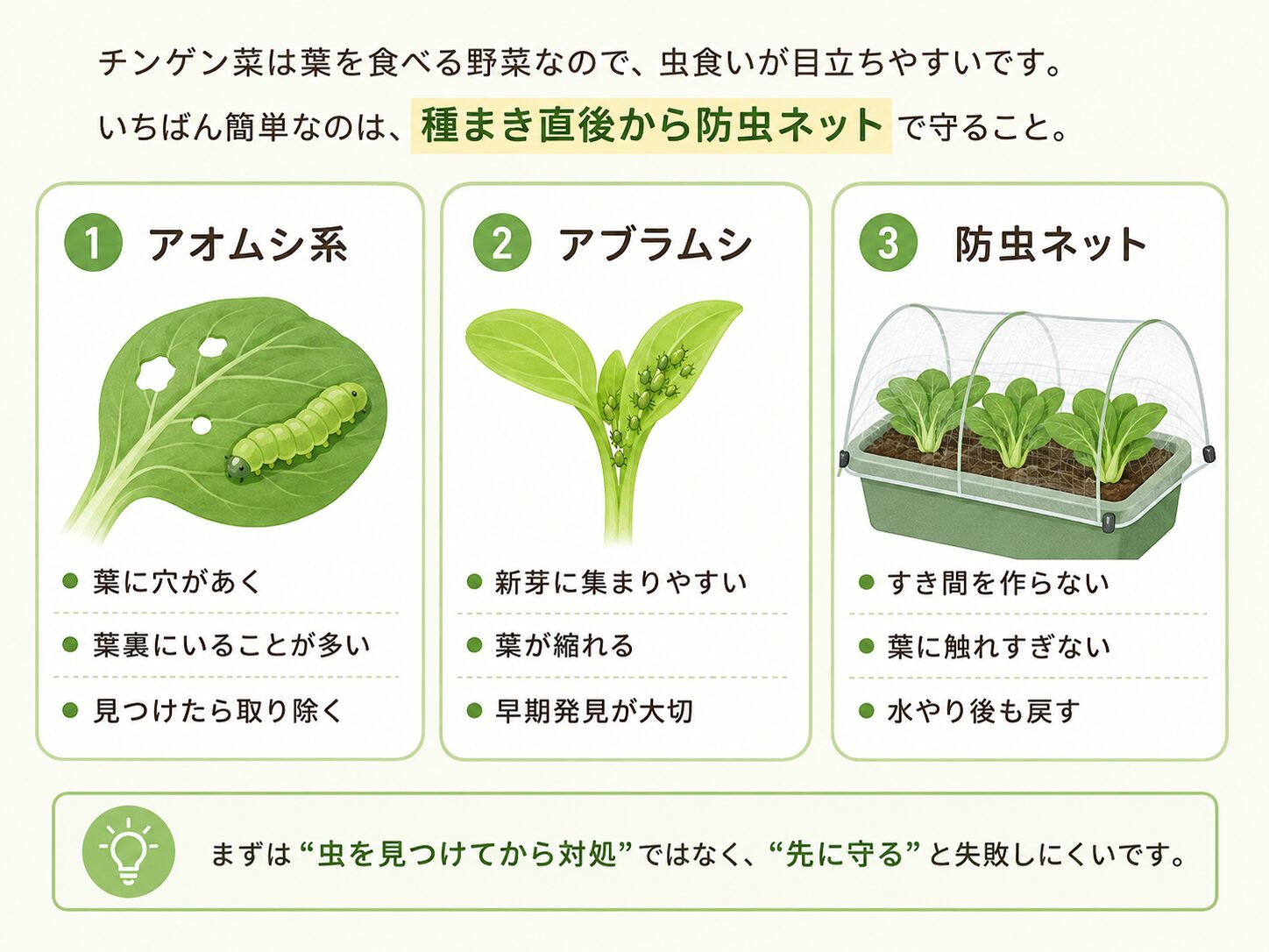 チンゲン菜の虫対策と防虫ネットの使い方を説明した図解