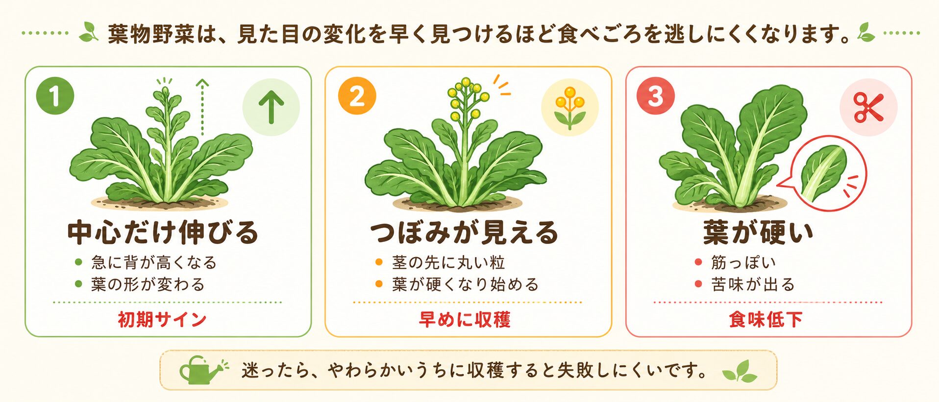 とう立ちの見分け方として、中心だけ伸びる、つぼみが見える、葉が硬いという3つのサインをイラストで説明した図解。