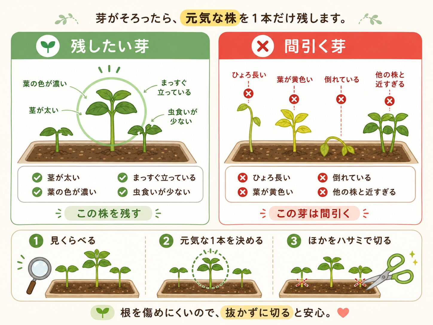 つるなしインゲンの間引きで残す芽と間引く芽を比較した図解