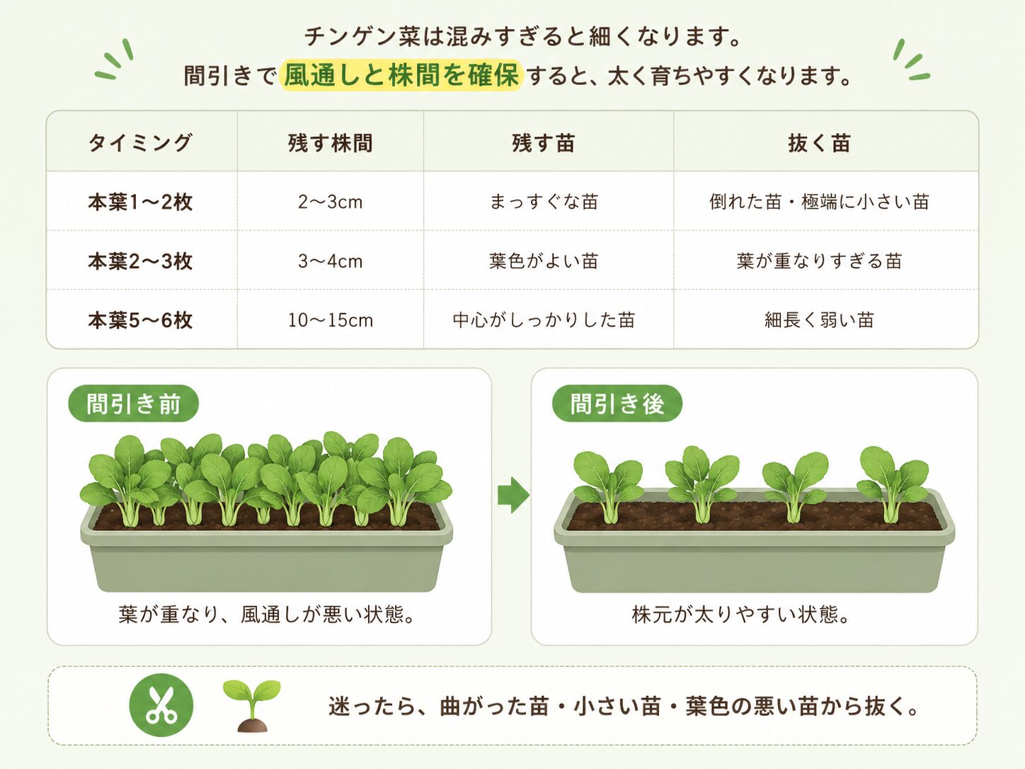チンゲン菜の間引きタイミングと間引き前後を説明した図解