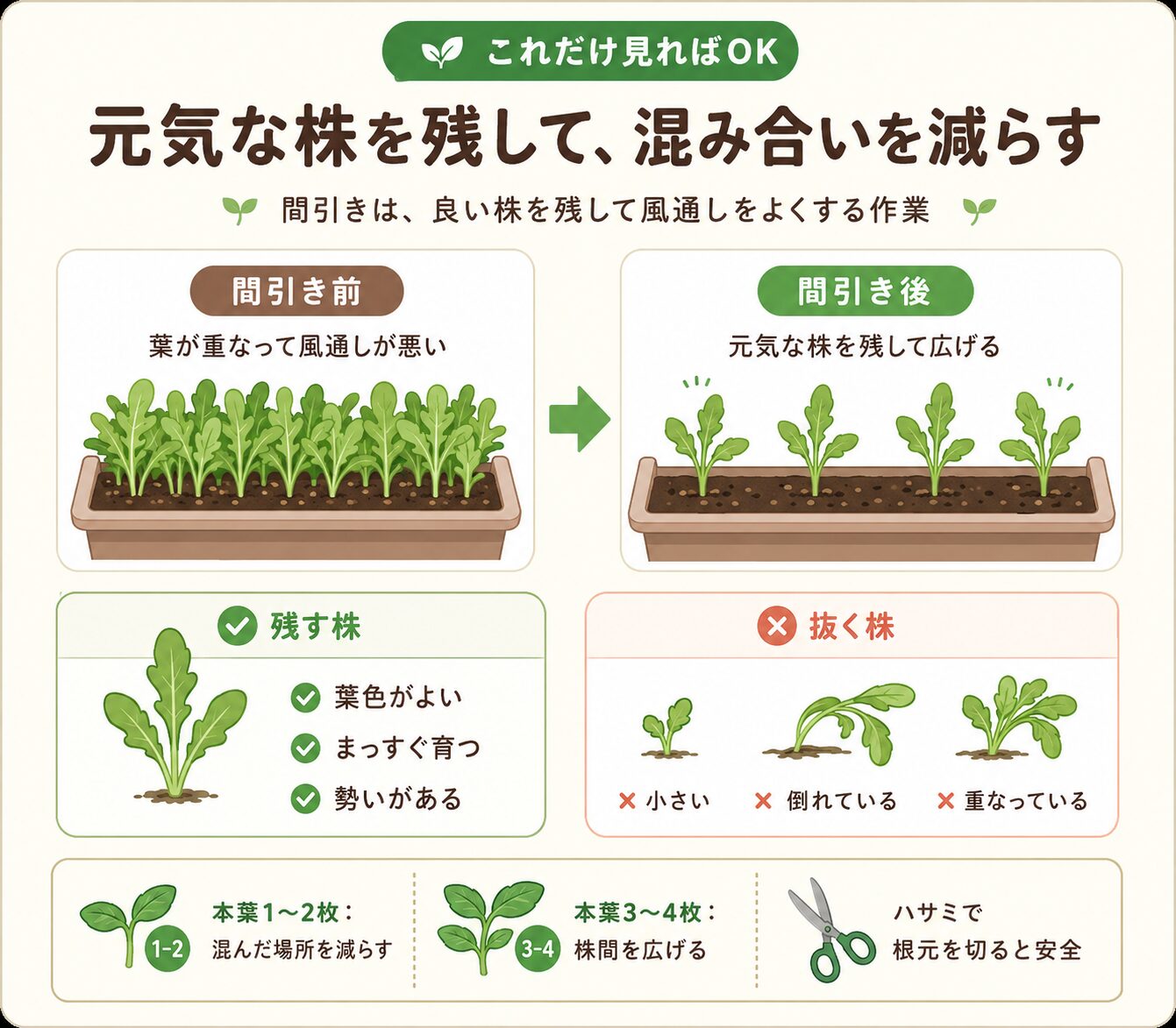 ルッコラの間引き方法を示した図解