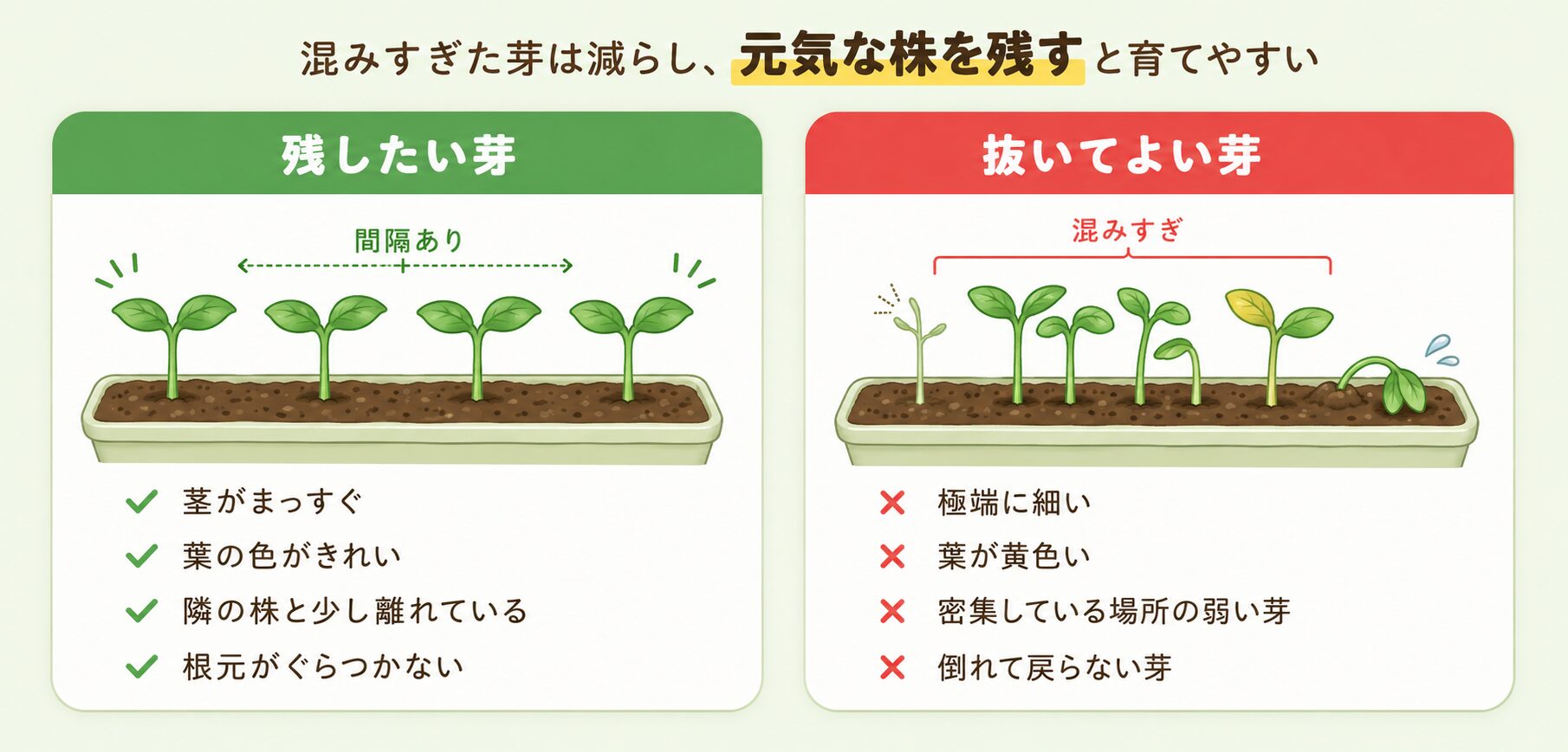 パクチーの間引きで残したい芽と抜いてよい芽を比較した図解