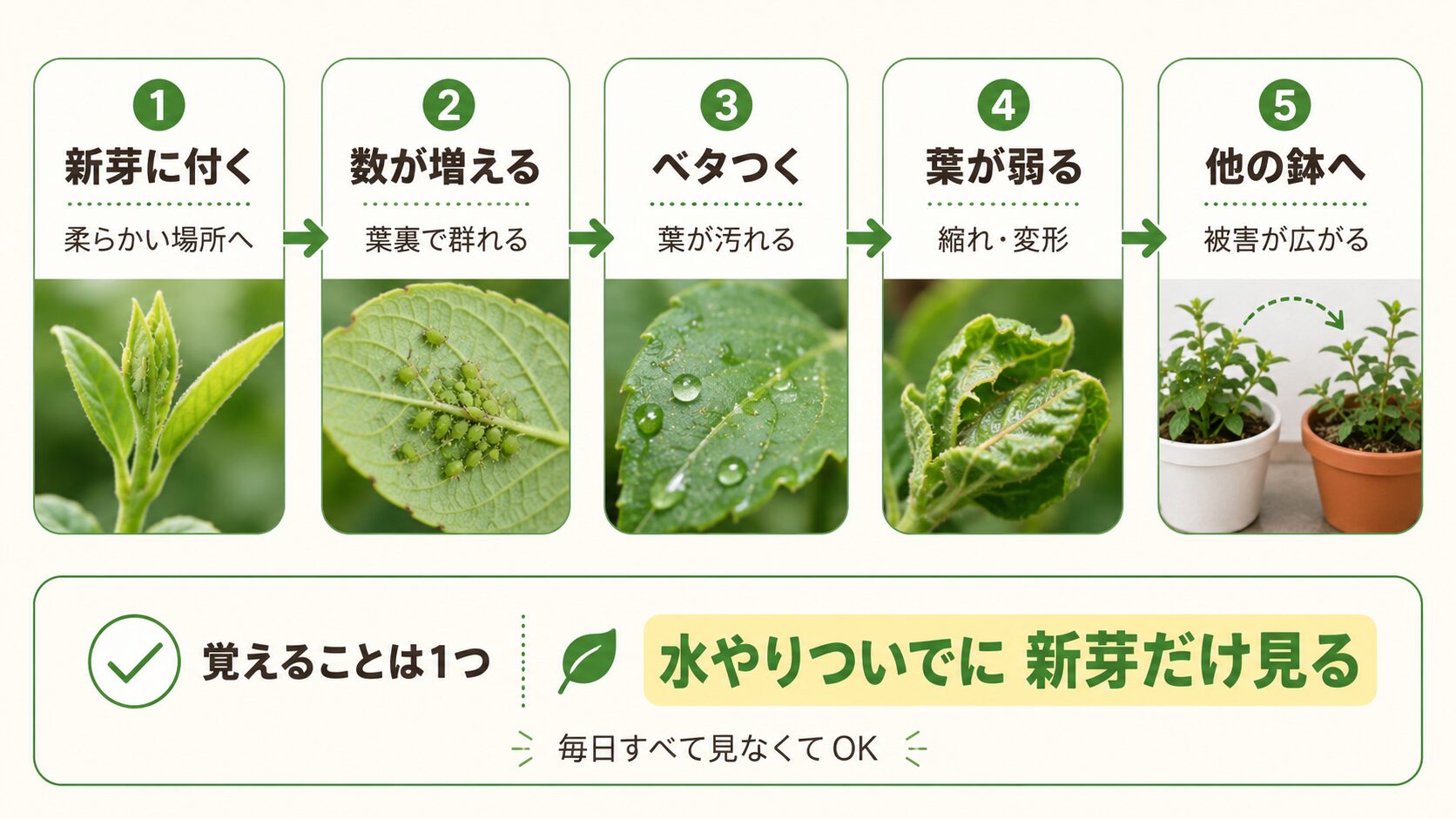 アブラムシが増えて被害が広がる流れを示した図解
