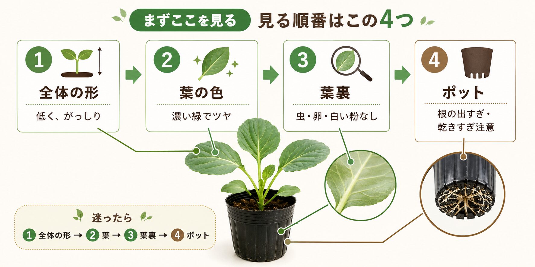売り場で苗を見る順番